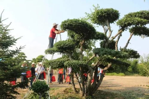 甘肃金昌 戈壁滩上的 花木工厂