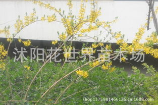 苗木销售 苗木种植 种子批发 园艺用品 承包工程 沭阳花世界苗木场