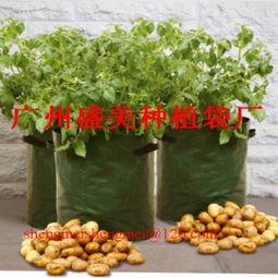 苗木袋供应商 广州盛美花木园林用品厂