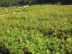 花卉世界网 广东省林木种苗示范基地产品展示