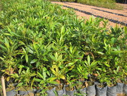 花卉世界网 广东省林木种苗示范基地产品展示