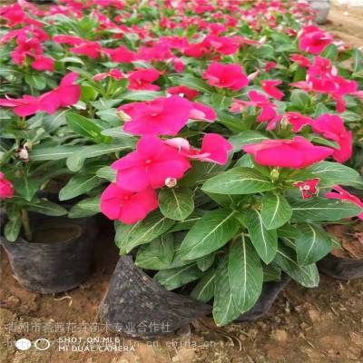 花卉租摆 工厂绿化工程 各种绿化苗木 花卉基地直销&ndash;