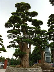 浏阳市万华花卉苗木种植专业合作社 乔木产品列表