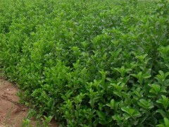 扶芳藤上哪买好,扶芳藤批发供应产品青州市钰隆花卉苗木种植专业合作社 艾特贸易网商铺展示