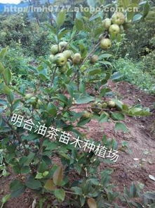 花香树韵下的市场活力 探究钦州市那蒙镇明合苗木种植场的成功创新