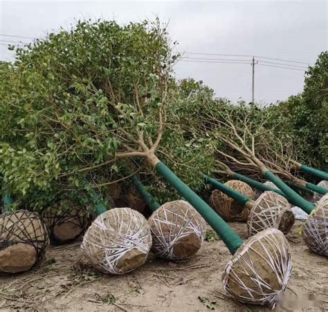 北方庭院适合种什么？十大耐寒苗木花卉排名及种植指南