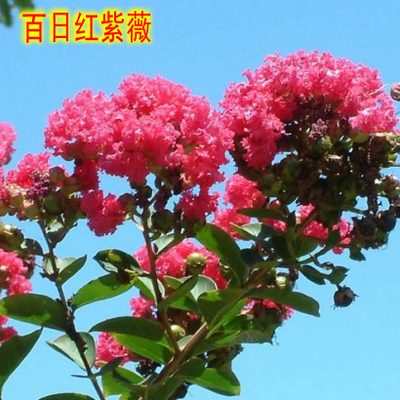 美国红火箭紫薇 庭院绿化中的耐寒瑰宝