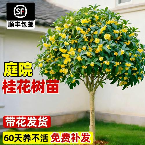 庭院桂香 从老桩到繁花的四季栽培指南
