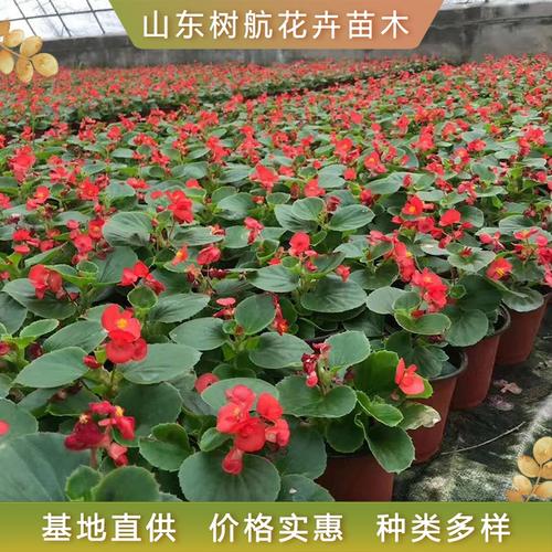 四季海棠基地种植指南 树航花卉四季海棠小苗的培育与栽培