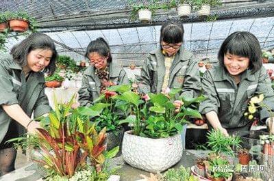 花卉工证报考全指南 时间、流程与树木种植核心要点解析