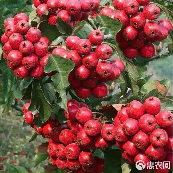 带花带果盆栽山楂果树苗矮化花卉盆景耐寒南北方种植甜红子山楂